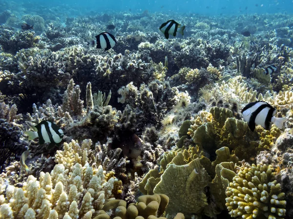 Levendig Koraalrif Tropische Vissen — Stockfoto
