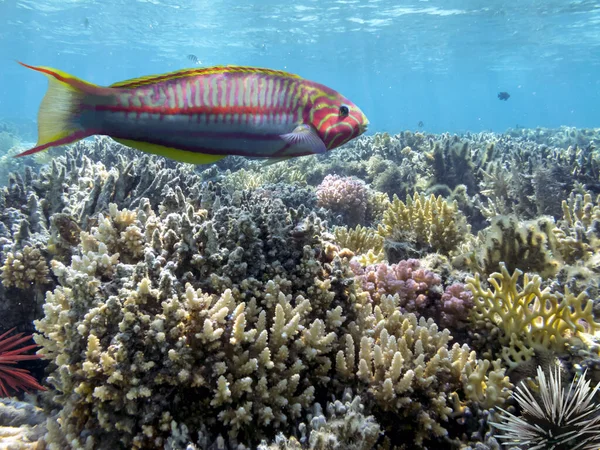 Koraalrif Tropische Vissen Rode Zee Egypte — Stockfoto