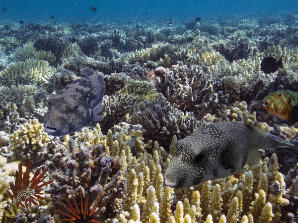 Κοραλλιογενής Ύφαλος Και Τροπικά Ψάρια Ερυθρά Θάλασσα Αίγυπτος Royalty Free Φωτογραφίες Αρχείου