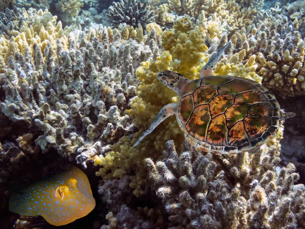 Photo Tropical Fish Turtle Coral Reef — Stock Photo, Image