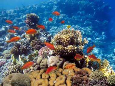 Renkli mercan resiflerinin ve balıkların güzel sualtı fotoğrafı.