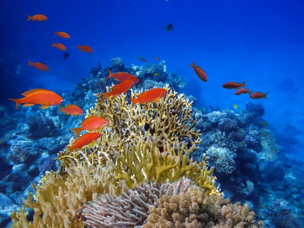 彩色珊瑚礁和鱼类在水下的美丽照片 — 图库照片