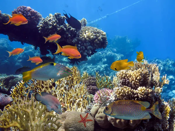 Bela Foto Subaquática Recifes Corais Coloridos Peixes — Fotografia de Stock