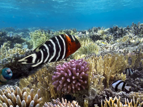 Prachtige Onderwaterfoto Van Kleurrijke Koraalriffen Vissen — Stockfoto