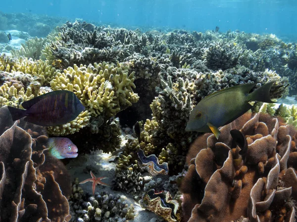 Prachtige Onderwaterfoto Van Kleurrijke Koraalriffen Vissen — Stockfoto