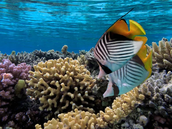 Vackert Undervattensfoto Färgglada Korallrev Och Fiskar Royaltyfria Stockbilder