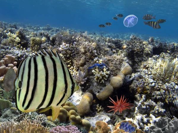 Élő Holt Korallzátony Víz Alatt Vörös Tenger — Stock Fotó