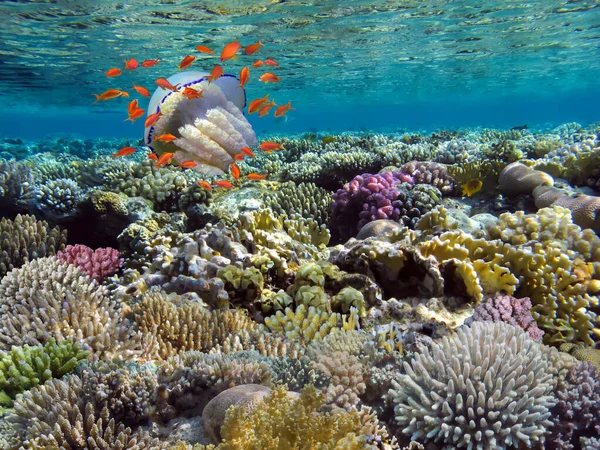 Ζωντανός Και Νεκρός Κοραλλιογενής Ύφαλος Υποβρύχια Ερυθρά Θάλασσα — Φωτογραφία Αρχείου