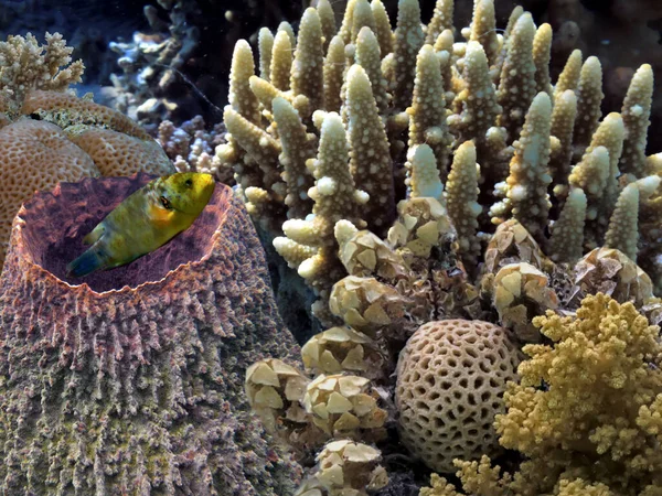 Живий Мертвий Кораловий Риф Підводний Червоне Море — стокове фото