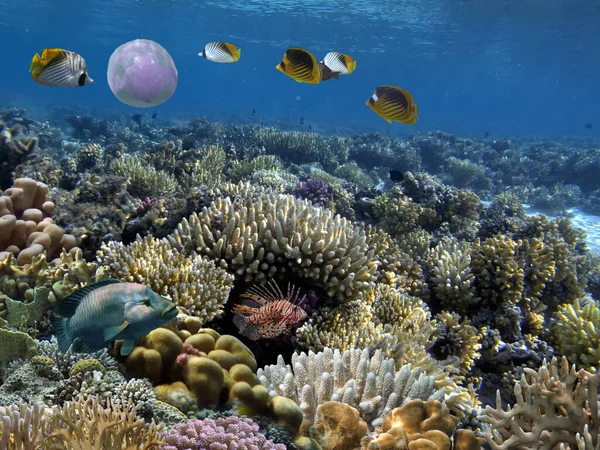 Żywa Martwa Rafa Koralowa Podwodna Morze Czerwone — Zdjęcie stockowe
