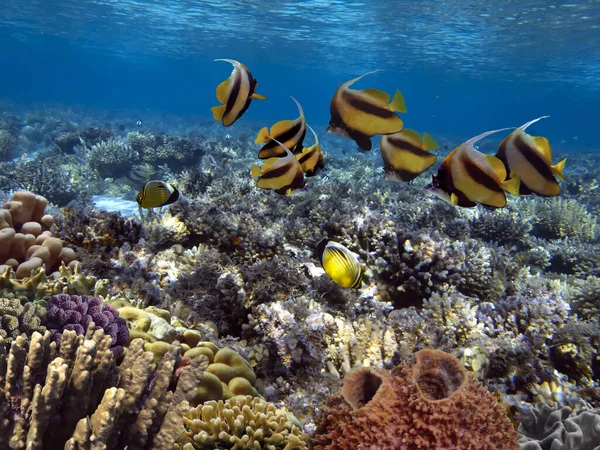 Живий Мертвий Кораловий Риф Підводний Червоне Море Стокова Картинка