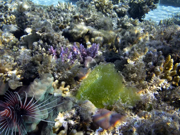 Vízalatti Panoráma Egy Korallzátonyon Színes Trópusi Halakkal Tengeri Élettel — Stock Fotó