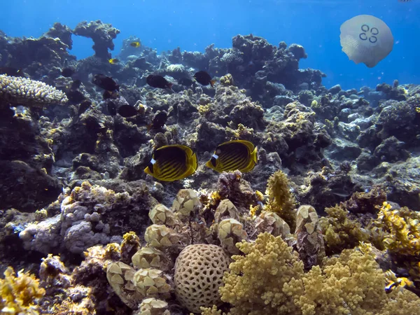 Panorama Submarino Arrecife Coral Con Coloridos Peces Tropicales Vida Marina — Foto de Stock