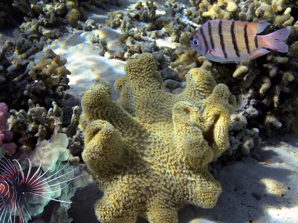 Unterwasserpanorama Einem Korallenriff Mit Bunten Tropischen Fischen Und Meereslebewesen Stockfoto