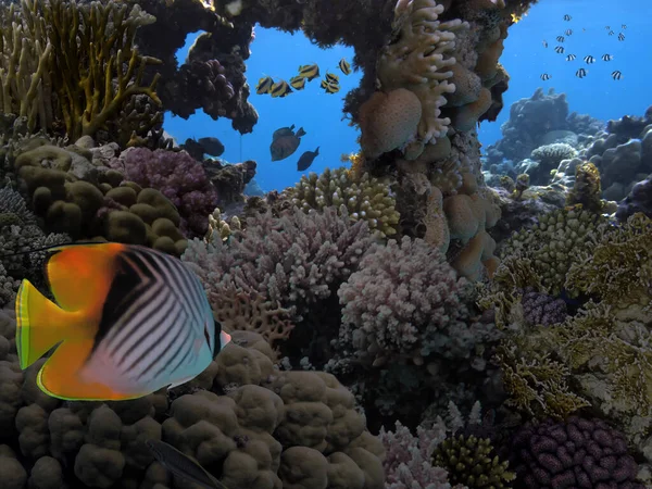 カラフルな熱帯魚や海洋生物とサンゴ礁の水中パノラマ ストック写真