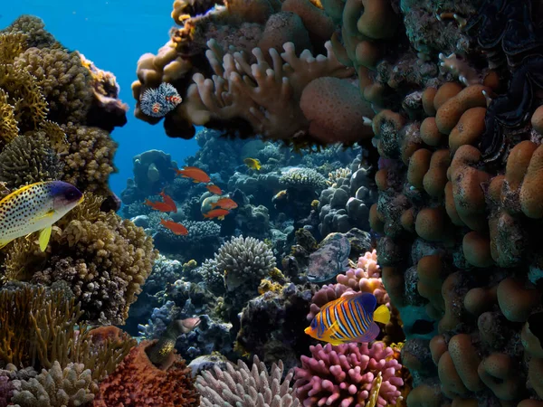 Unterwasserpanorama Einem Korallenriff Mit Bunten Tropischen Fischen Und Meereslebewesen Stockbild