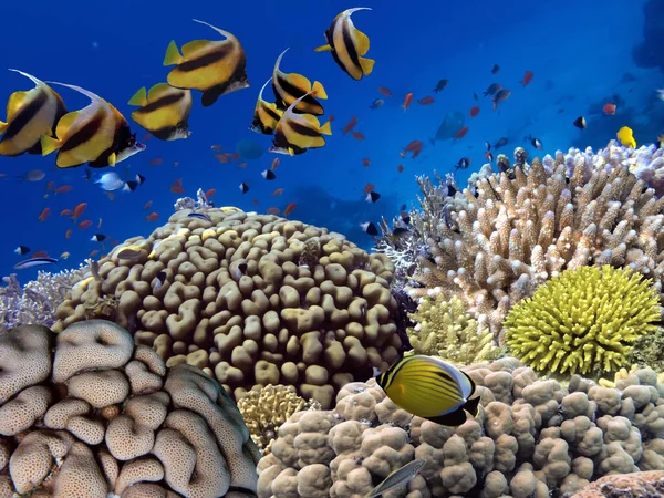 Levendig Koraalrif Tropische Vissen Rode Zee — Stockfoto