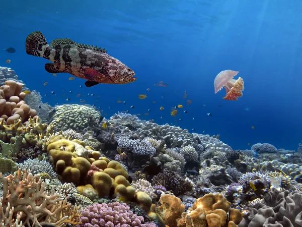 Arrecife Coral Vívido Peces Tropicales Mar Rojo — Foto de Stock