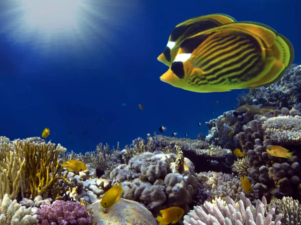 Barriera Corallina Vivida Pesci Tropicali Mar Rosso — Foto Stock