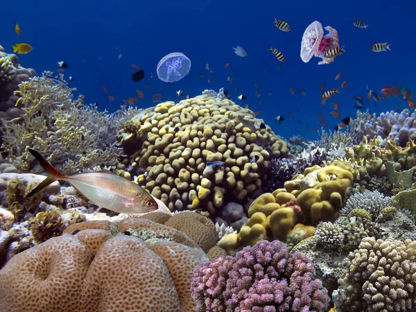 Recifes Corais Vívidos Peixes Tropicais Mar Vermelho Fotos De Bancos De Imagens Sem Royalties