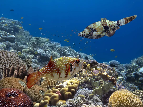 Levande Korallrev Och Tropisk Fisk Röda Havet Stockfoto