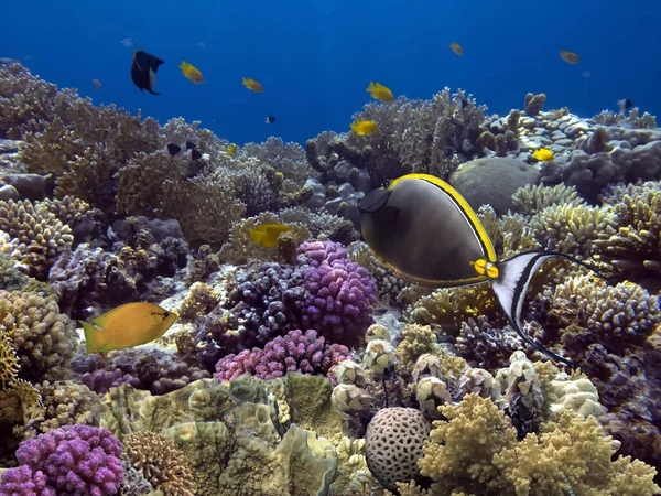 Яскравий Кораловий Риф Тропічна Риба Червоне Море Ліцензійні Стокові Фото
