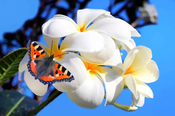 Frangipani Flores Tropicales Árbol Hoja Caduca Plumería Mariposa — Foto de Stock