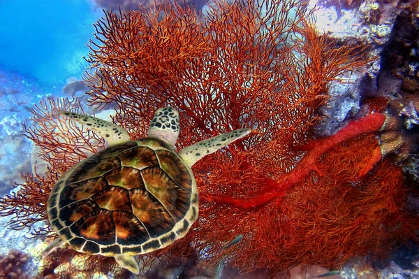 Underwater Shot Hawksbill Turtle Beautiful Coral Reef Tropical Fish — Stock Photo, Image