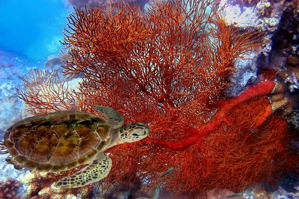 Tiro Subaquático Uma Tartaruga Falcão Entre Belo Recife Coral Peixe Fotos De Bancos De Imagens