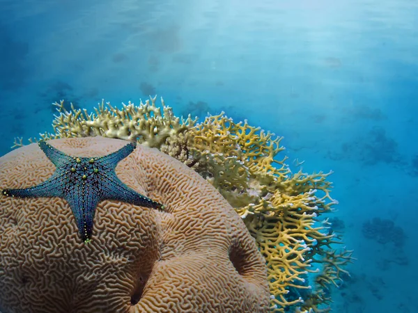 Морська Зірка Під Водою Великому Бар Єрному Рифі — стокове фото