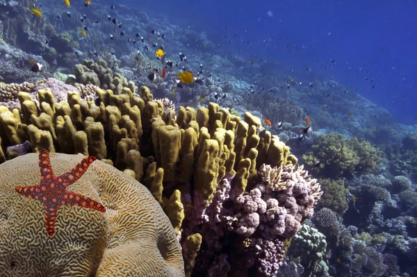 Starfish Underwater Great Barrier Reef — Stock Photo, Image