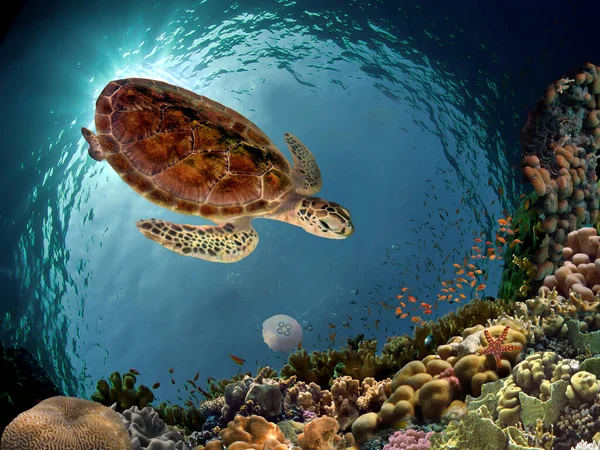 Close Hawksbill Sea Turtle Underwater Colorful Coral — Stock Photo, Image