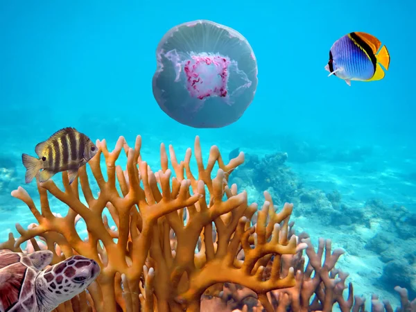 Tropikalne Ryby Koralowce Morze Czerwone Stany Zjednoczone — Zdjęcie stockowe