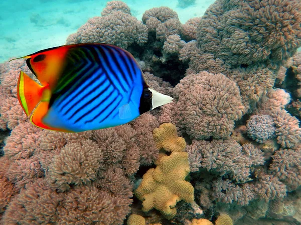 Pesci Tropicali Coralli Mar Rosso Egitto — Foto Stock