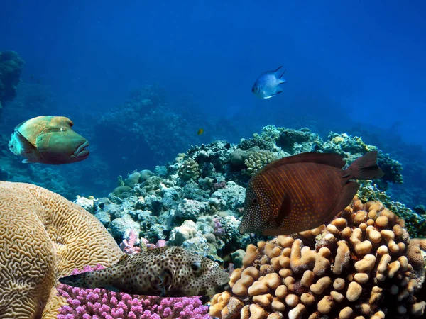 Tropické Ryby Korály Rudé Moře Egypt — Stock fotografie