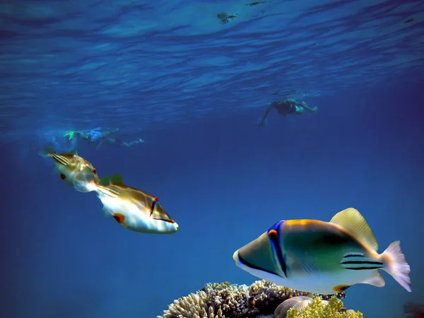 Paisagem Recife Coral Subaquático Com Peixes Coloridos Vida Marinha — Fotografia de Stock