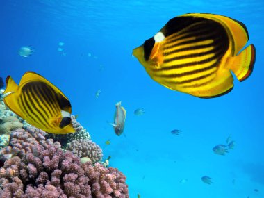 Birkaç sert mercanlı sualtı sahnesi. Parlak mavi su arkaplanı.