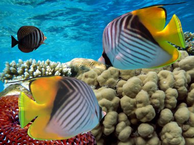 Birkaç sert mercanlı sualtı sahnesi. Parlak mavi su arkaplanı.