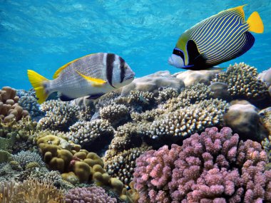 Birkaç sert mercanlı sualtı sahnesi. Parlak mavi su arkaplanı.