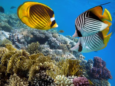 Birkaç sert mercanlı sualtı sahnesi. Parlak mavi su arkaplanı.