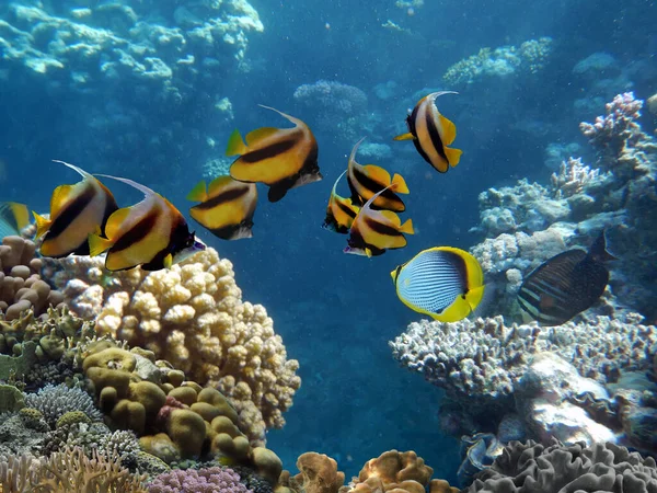 Escena Submarina Con Varios Corales Duros Fondo Agua Azul Brillante —  Fotos de Stock
