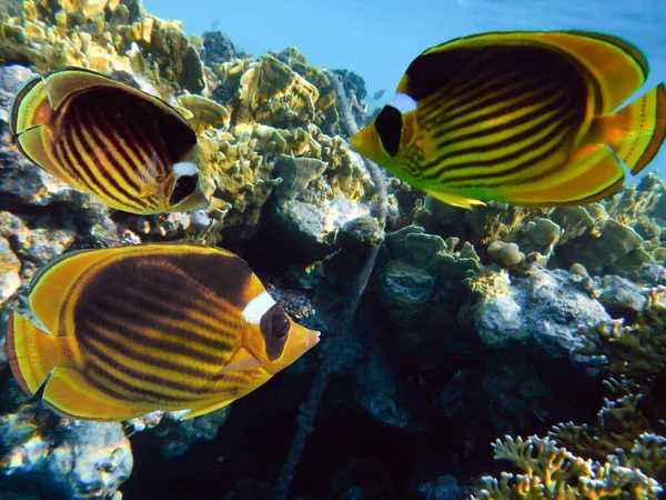 海里的海洋生物五彩斑斓 珊瑚礁里有珊瑚和海绵的热带鱼 — 图库照片
