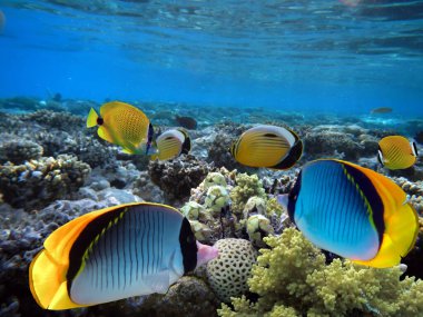 Kızıl Deniz 'de deniz yaşamı ve mercan resifleri