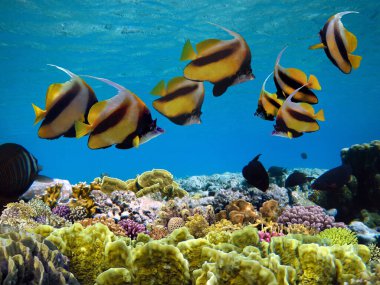 Kızıl Deniz 'de deniz yaşamı ve mercan resifleri