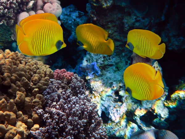 红海的海洋生物和珊瑚礁 — 图库照片