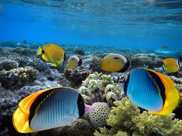 Kızıl Deniz 'de deniz yaşamı ve mercan resifleri