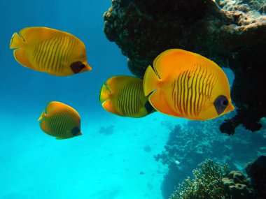 Maskeli kelebek balığı, Chaetodon semilarvatus