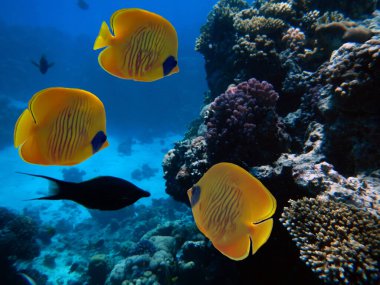 Maskeli kelebek balığı, Chaetodon semilarvatus