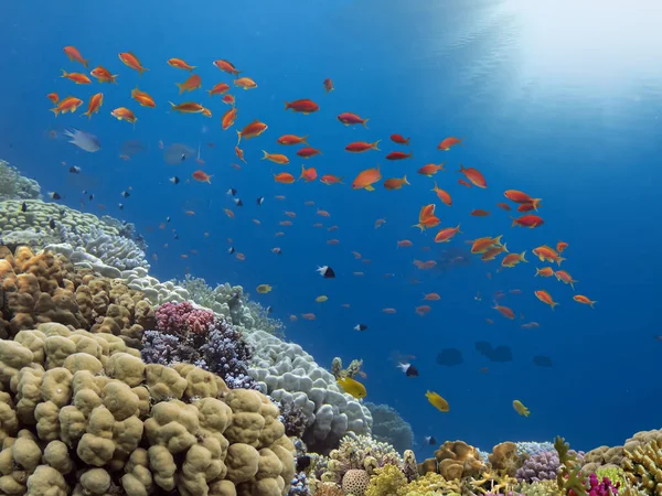 Escola Anthias Fish Engolir Cauda Mar Perto Recife Coral Mar Imagens De Bancos De Imagens