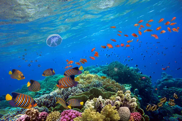 青い暖かいサンゴ礁システム上の熱帯魚やハードサンゴ ロイヤリティフリーのストック写真